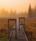 Foggy Day Fall Forest