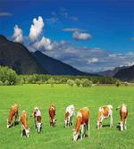Mountains Grazing Cows