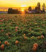 Fall Patch at Sunset