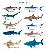 Cartoon Shark Types Wild