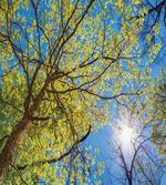 Pastoral Tree Branch