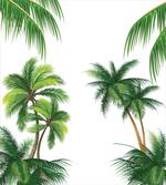 Coconut Palm Tree Plants