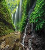 Waterfall Forest