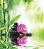 Orchids Rocks Water