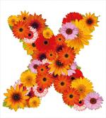 Multicolored Daisies X