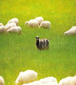 Black Sheep White Goats
