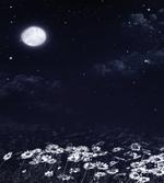 Dark Night White Daisies artwork
