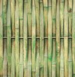 Botanical Wall Picture