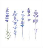 Watercolor Rural Herbs