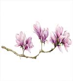 Magnolia on a Branch artwork