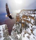 Bald Eagle Landscape