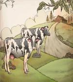 Dairy Cows Countryside