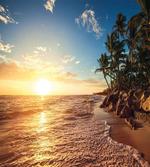 Palm Trees on Beach