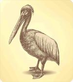 Sketchy Pelican
