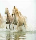 Camargue Horses in Water