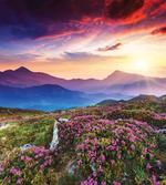 Summer Day Floral Panorama