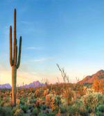 Sun in Desert Cactus