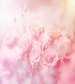 Dreamy Spring Nature View
