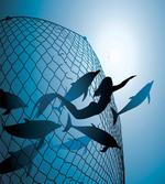 Flight of Dolphins