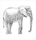 Creative Mammal