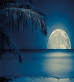 Blue Tropical Beach Image