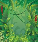 Hawaiian Rainforest