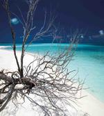 Seascape Theme Driftwood