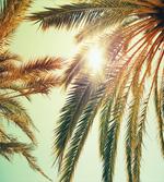 Sunbeams Tree Retro