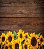 Autumn Sunflower Motif