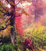 Majestic Autumn Trees