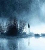 Fog Forest Night