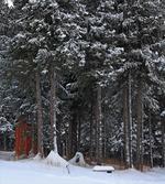Snowy Forest Cottage
