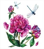 Peonies and Dragonflies