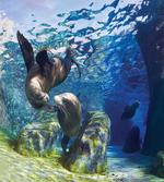 Playful Sea Lions
