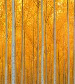 Forest Bloom with Pale Leaves