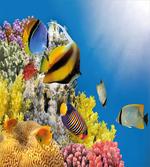 Coral Colony on Reef Top
