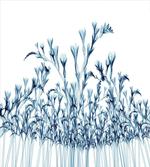 X-Ray Floral Nature