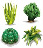 Aloe Vera Plants Cacti
