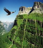 Bird Mountain Fly
