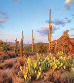 Cacti in Sonoran Desert