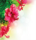 Fragrance Blossoms Garden
