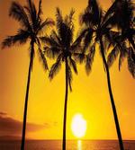 Sunny Beach Exotic