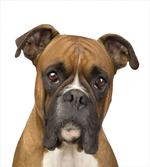 Purebred Dog Front View