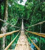 River Bamboo Forest