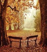 Dramatic Trees and Benches