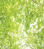 Nature Summertime Green