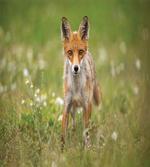 Young Curious Coyote Animal