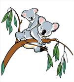 Koala Eucalyptus