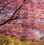 Spring Sakura Japanese