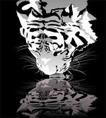 Tiger Drinking Water